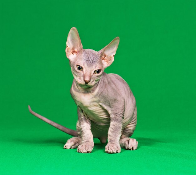Foto gato de don esfinge