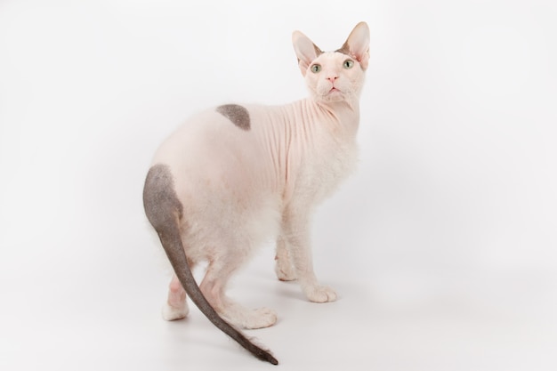 Gato don sphynx em um fundo branco