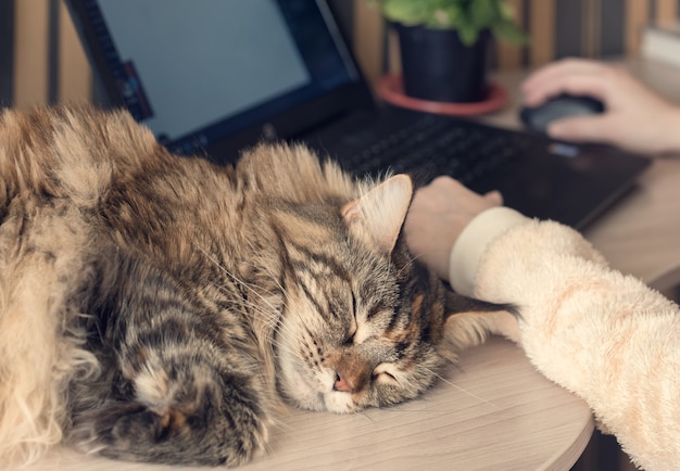 Gato dorme em cima da mesa