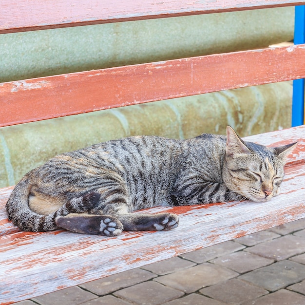 Foto gato dormido