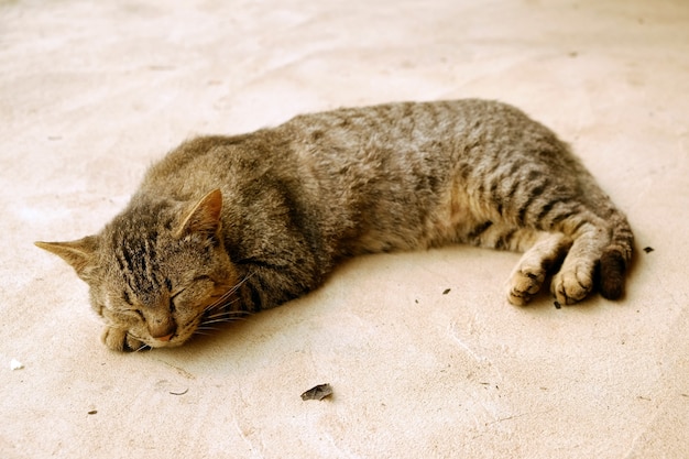 Foto gato dormido