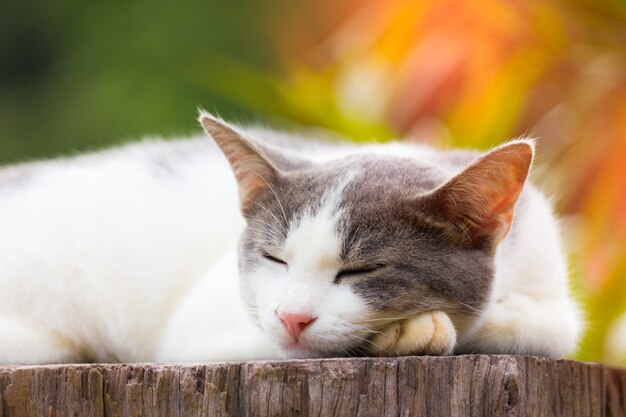 Foto gato dormido