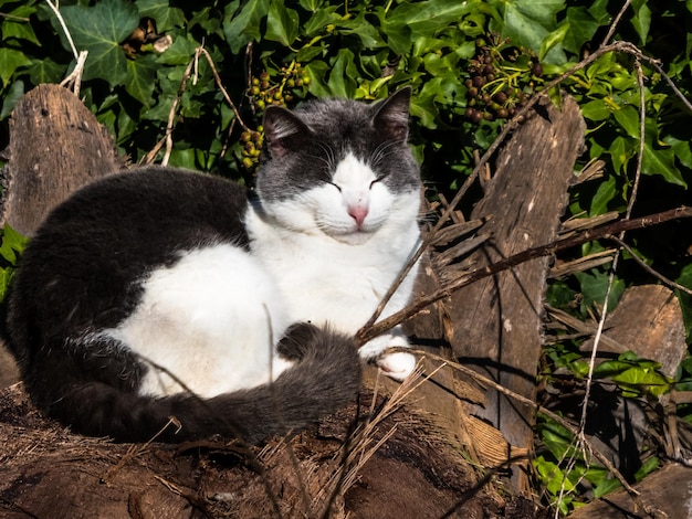 Gato dormindo ao sol em um jardim