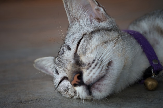 Gato dormindo com ponto de foco seletivo