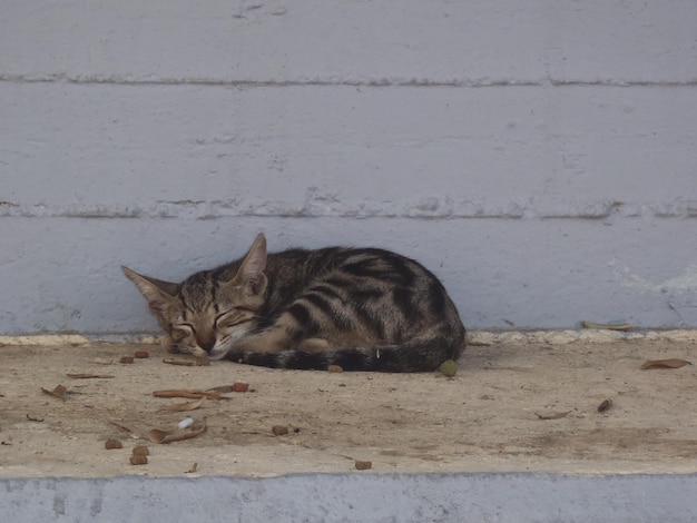 Gato dormindo contra a parede