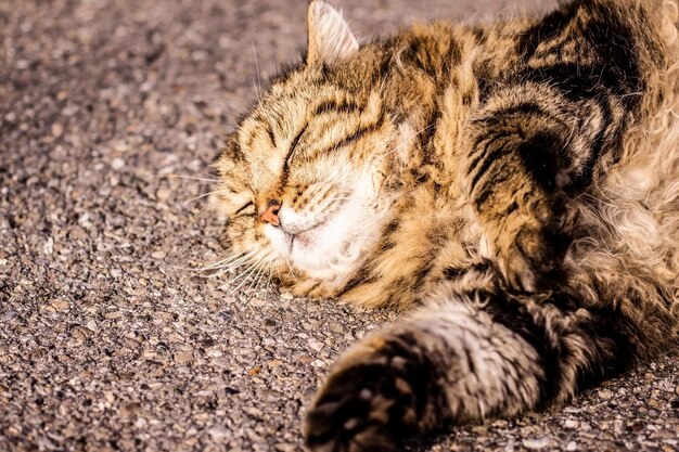 Gato dormindo descansando na calçada