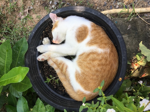 Gato dormindo em vaso preto