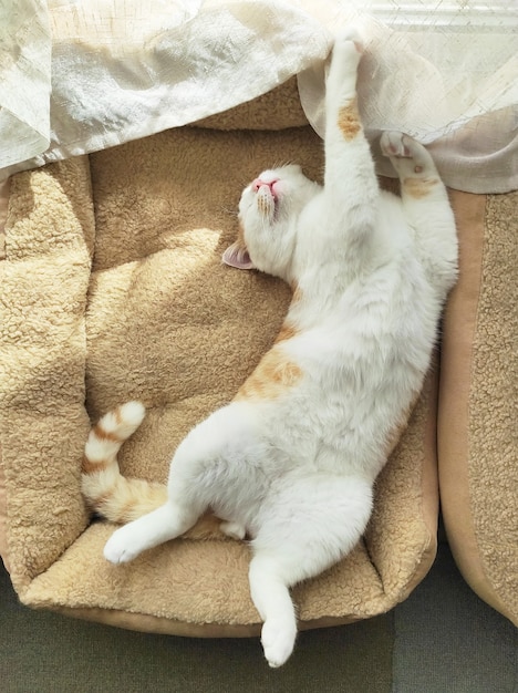 Gato dormindo na cama do gato