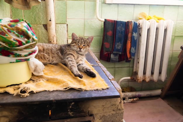 Gato dormindo na lareira do fogão