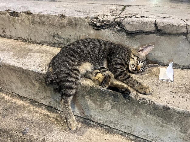 Gato dormindo nas escadas ao lado da passarela