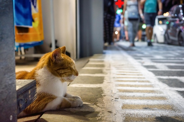 Gato dormindo no centro da cidade grega