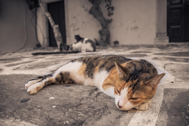 Gato dormindo no chão