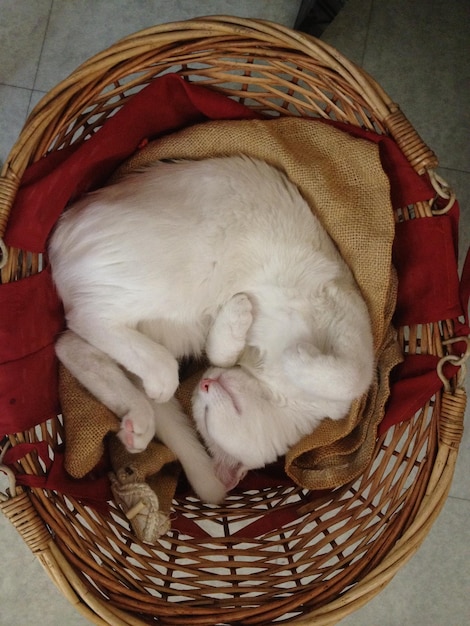 Foto gato dormindo no escuro