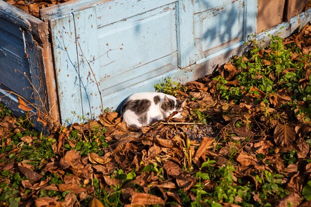 Gato dormindo no outono caído folhas