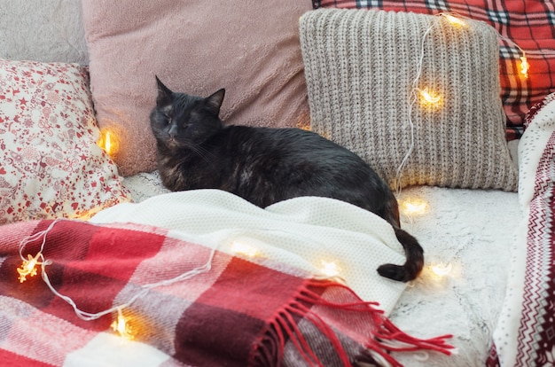 Gato dormindo no sofá entre travesseiros, conceito de casa aconchegante