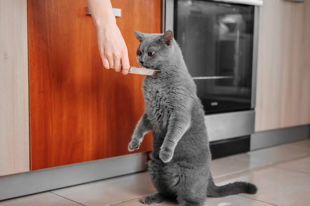 Gato con el dueño en la cocina, gato pide comer, gato hambriento, primer plano de la mano de un plato de comida, hermoso gato británico