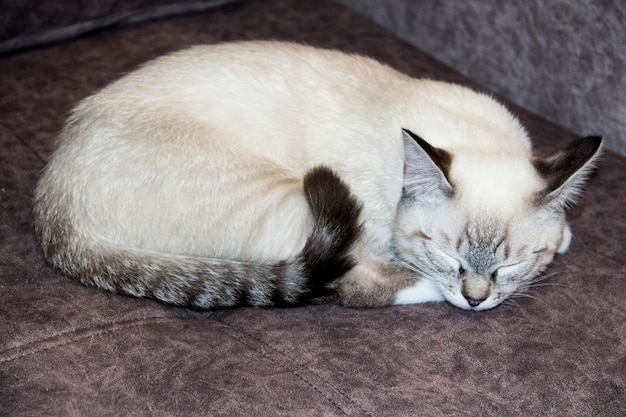 El gato duerme acurrucado en el sofá. El gato blanco estaba acurrucado en el sofá.