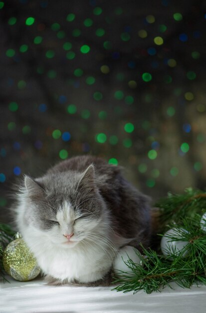 Gato duerme con adornos navideños Sleep over Christmas Gatito navideño durmiendo