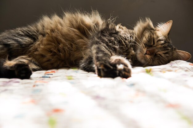 Foto el gato duerme en la cama en casa.