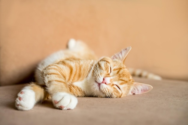 El gato duerme en una posición incómoda un gato gracioso yace sobre una manta blanca