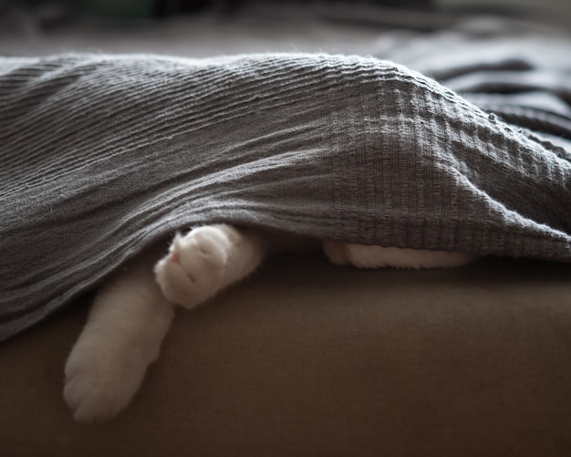 El gato duerme en el sofá escondido debajo de una manta gris.