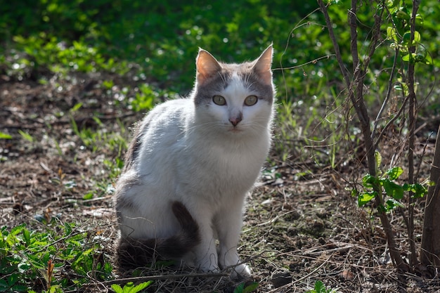 Gato dulce hogar en el jardín