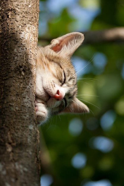 Gato durmiendo en el árbol