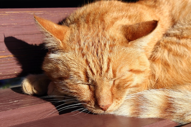 Gato durmiendo en un banco a la luz del sol