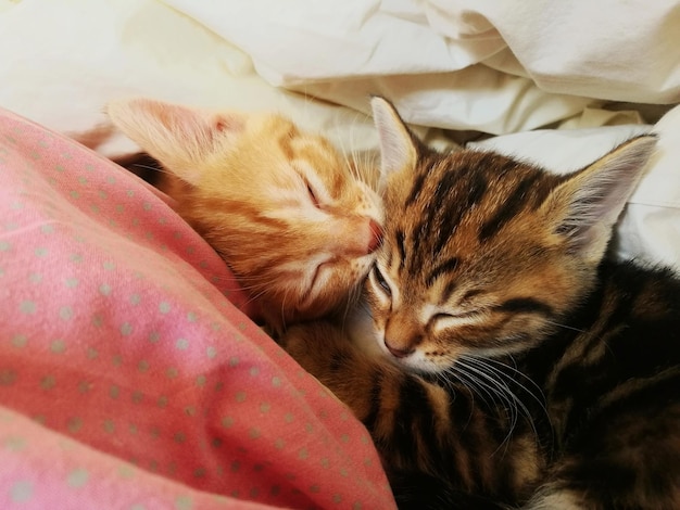 Foto gato durmiendo en la cama