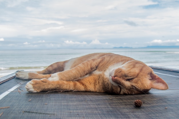 un gato durmiendo descansando en una tumbona en la playa