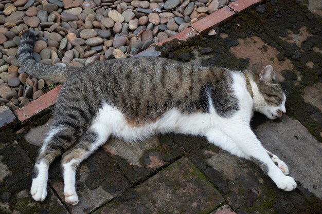 Gato durmiendo en un jardín en un día frío