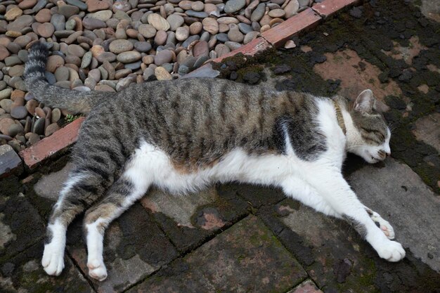 Gato durmiendo en un jardín