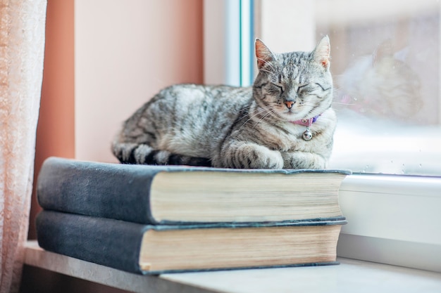 Gato durmiendo en el libro