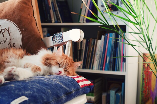 Foto gato durmiendo en la mano