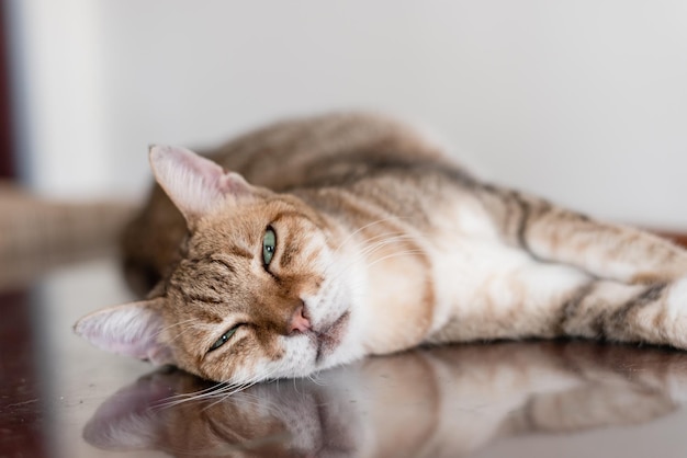 Gato durmiendo en una mesa