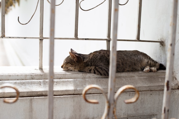 Gato durmiendo en la pared de cemento.