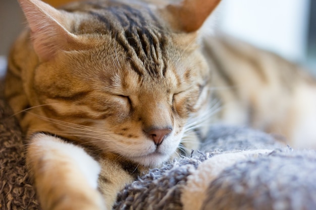 Foto el gato está durmiendo, relaja el tiempo