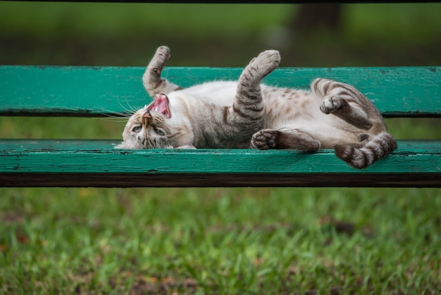 Gato durmiendo en la silla de madera en el parque con la naturaleza