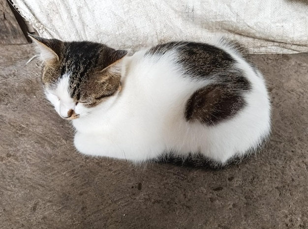 Un gato durmiendo en un sofá con una mancha negra en la espalda.