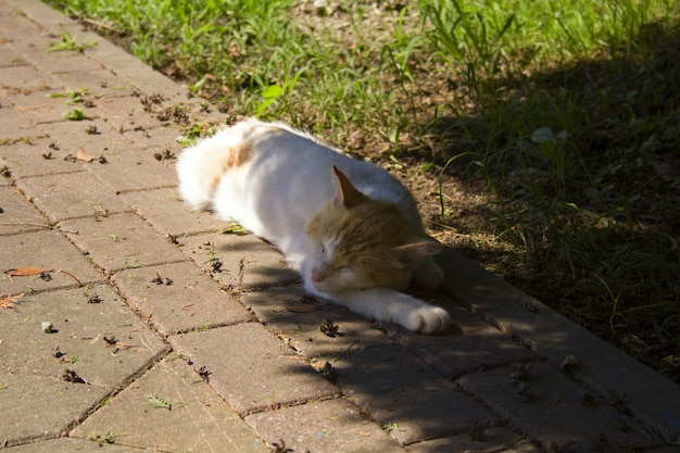 Gato durmiendo en una sombra de árbol en un día soleado de verano