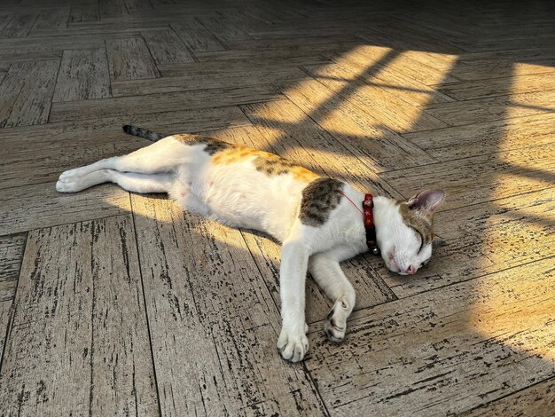 Foto gato durmiendo en el suelo