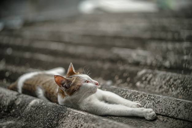 Foto un gato está durmiendo en el techo de la casa.