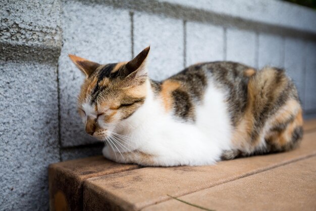 gato durmiendo