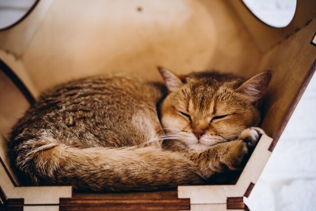 Foto gato durmiendo