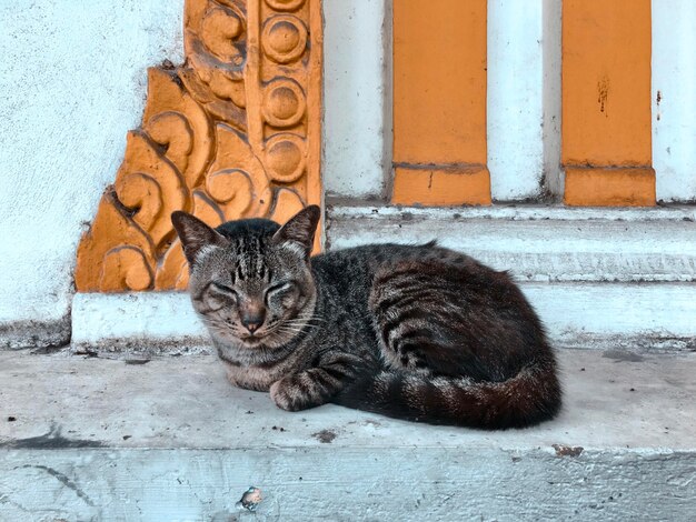 Foto el gato durmiente.