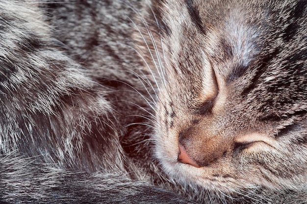 Foto gato durmiente