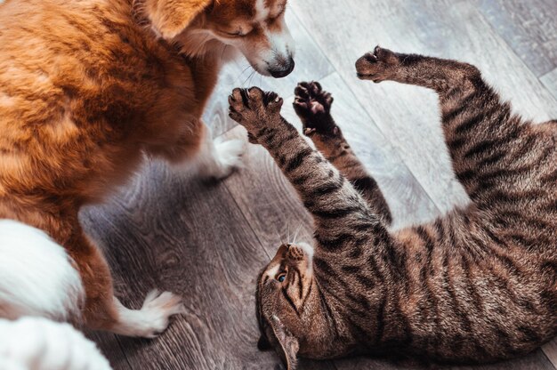 Gato e cachorro brincam juntos. amizade entre animais. fechar-se