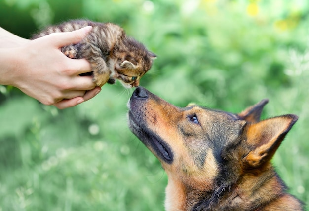 Gato e cachorro brincando na grama