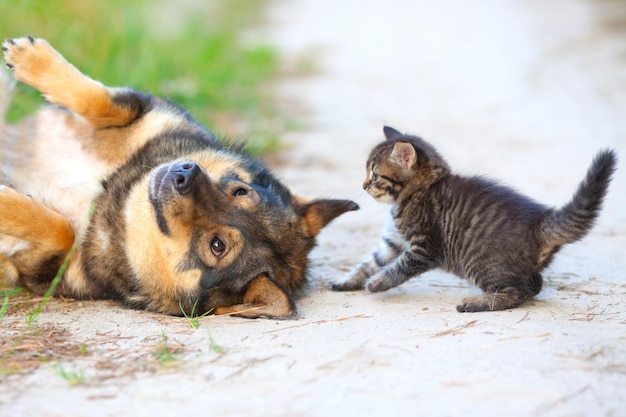 Gato e cachorro brincando na grama