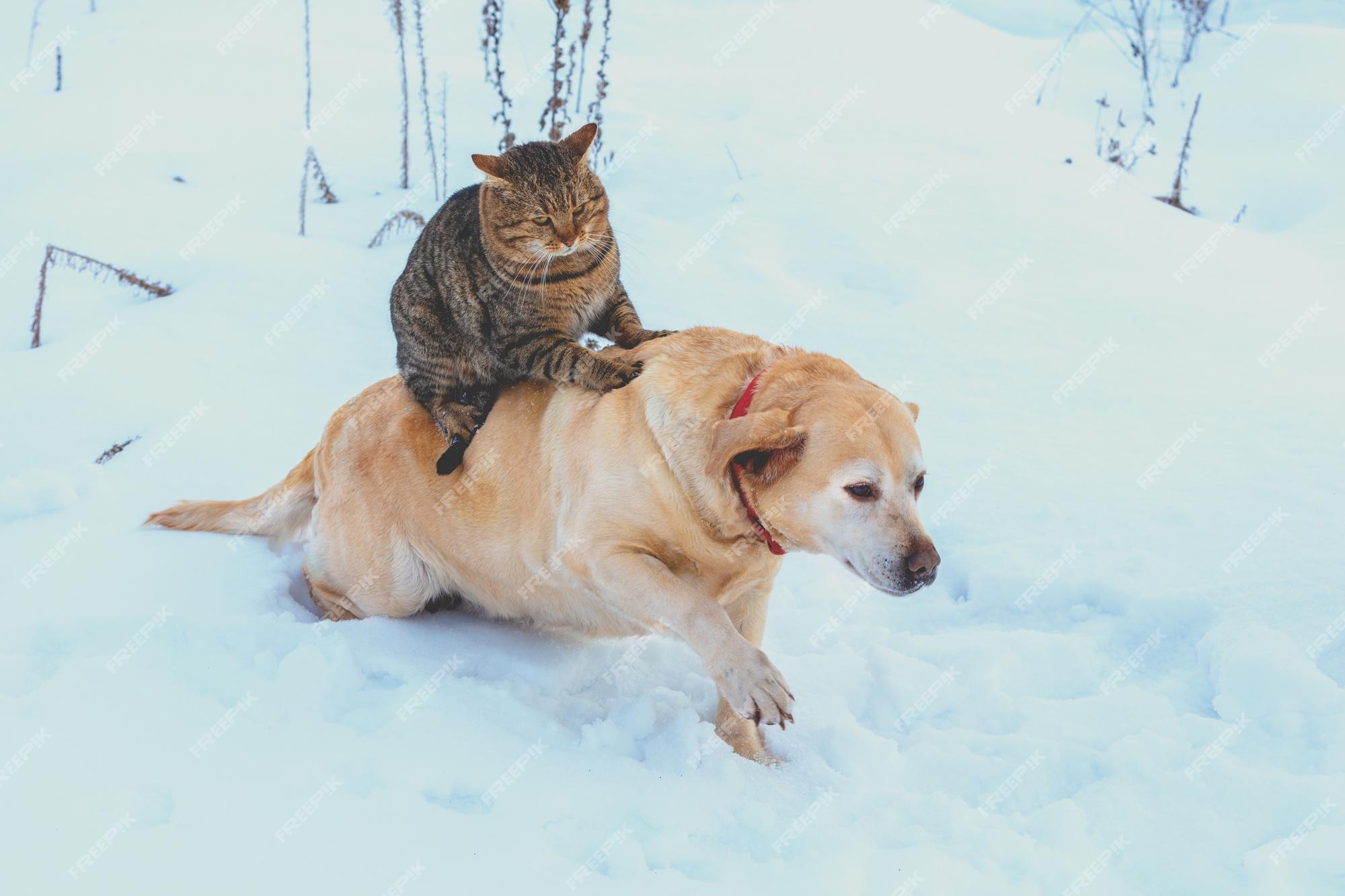 Animais Engraçados ┃Gatos e Cães Adoráveis 2022